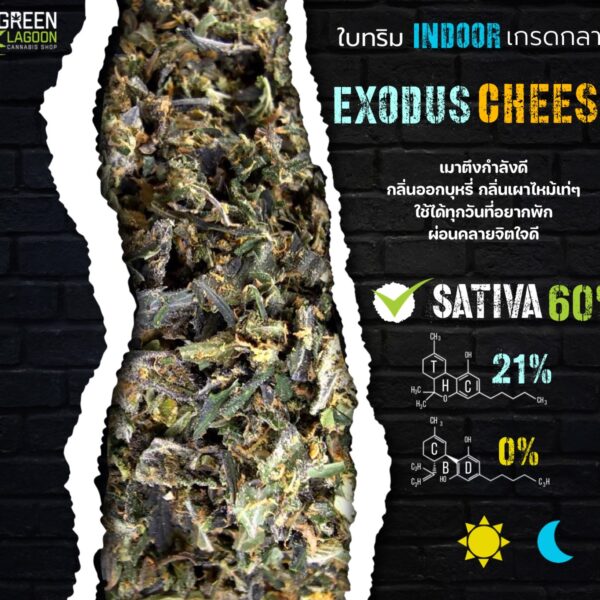 ใบทริม Exodus cheese (indoor medium grade)